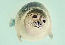 あざらし首傾げ